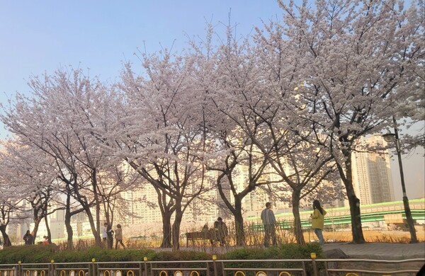 31일 오후 안얀천 일대에서 상춘객들이 만개한 벚꽃을 즐기고 있다.  [사진=김진욱 기자]