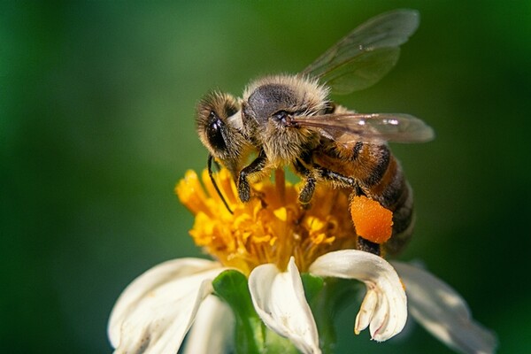 전 세계적으로 꿀벌이 실종되는 '벌집 군집중괴현상'이 나타나면서 식량 안보와 생태계 안전에 대한 우려의 목소리가 높아지고 있다. [사진=프리픽 제공]